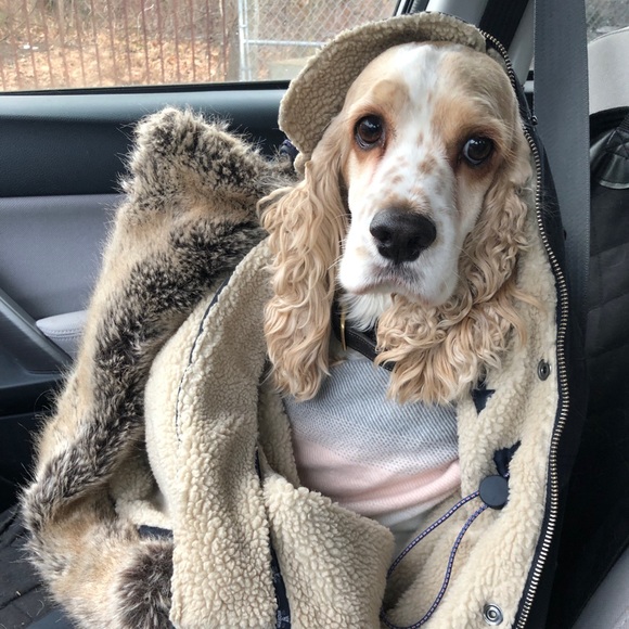 Meet your Posher, Maddy - Picture 1 of 1